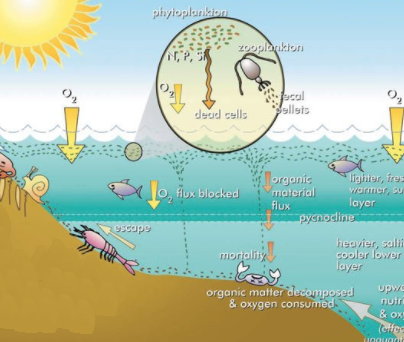 Unlocking the Anoxic Meaning in Hindi: A Linguistic Exploration Unlocking the Anoxic Meaning in Hindi: A Linguistic Exploration